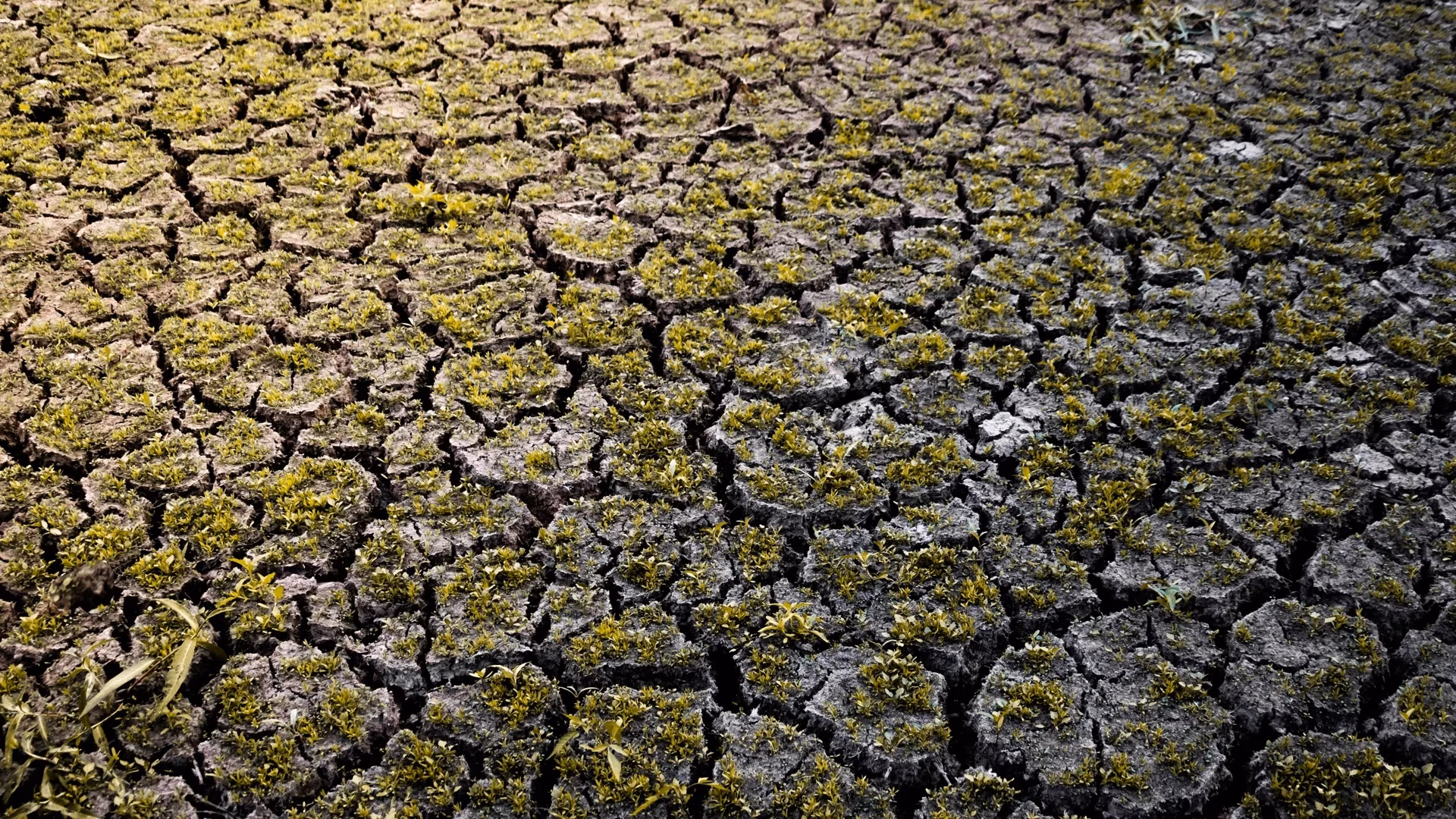 Climate Change, Vulnerabilities, and Migration: Insights from Ecological Migrants in Bangladesh